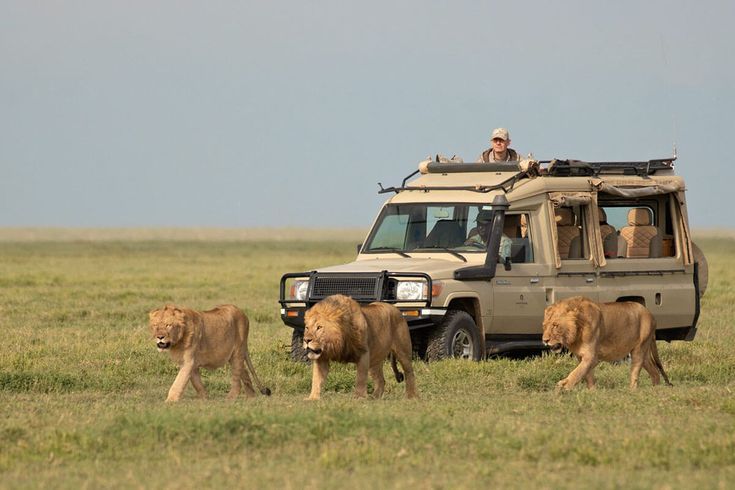 Read more about the article Top Safari Destinations in Africa: A Wildlife Adventure Like No Other